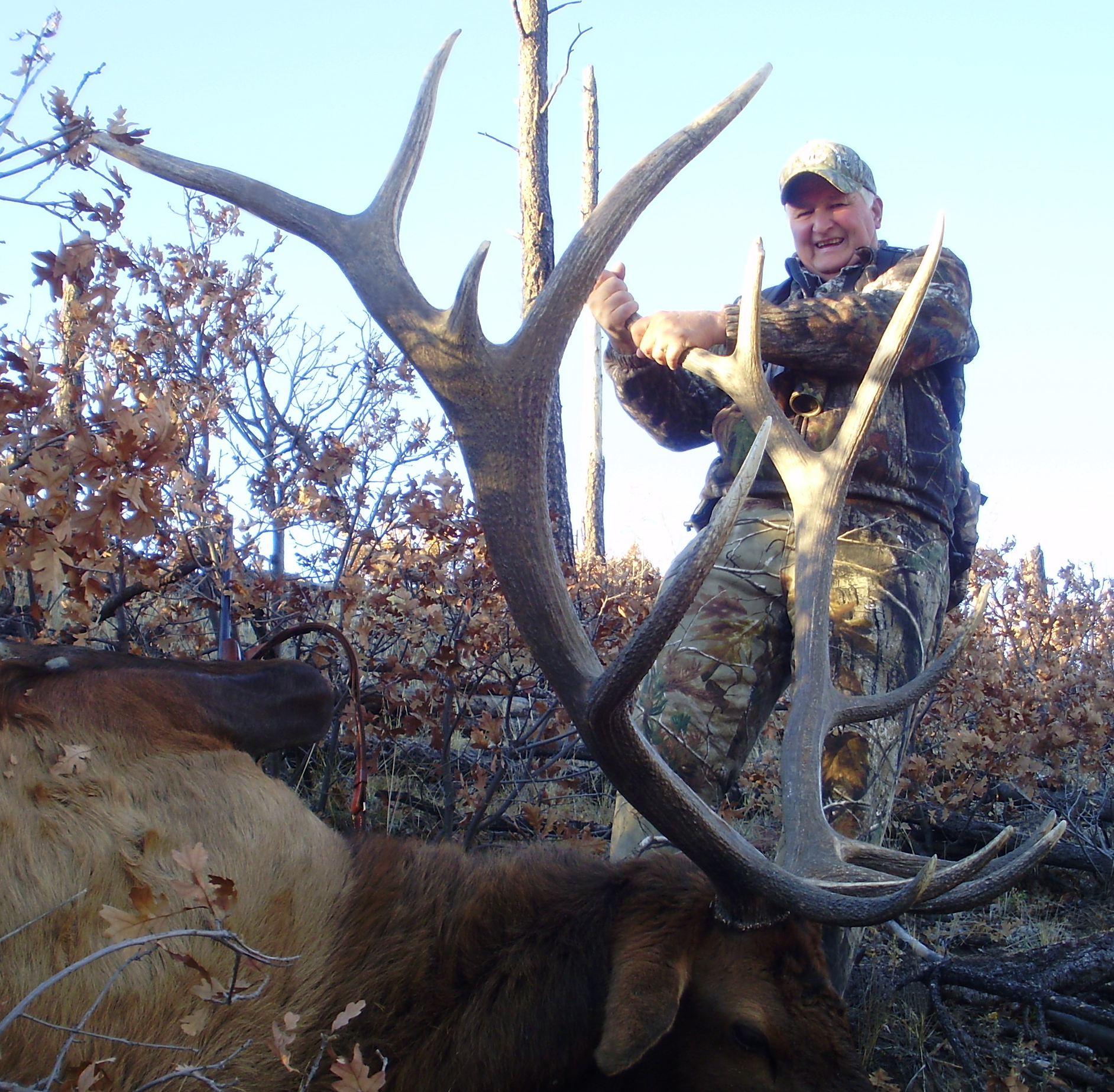 Public Land Bull