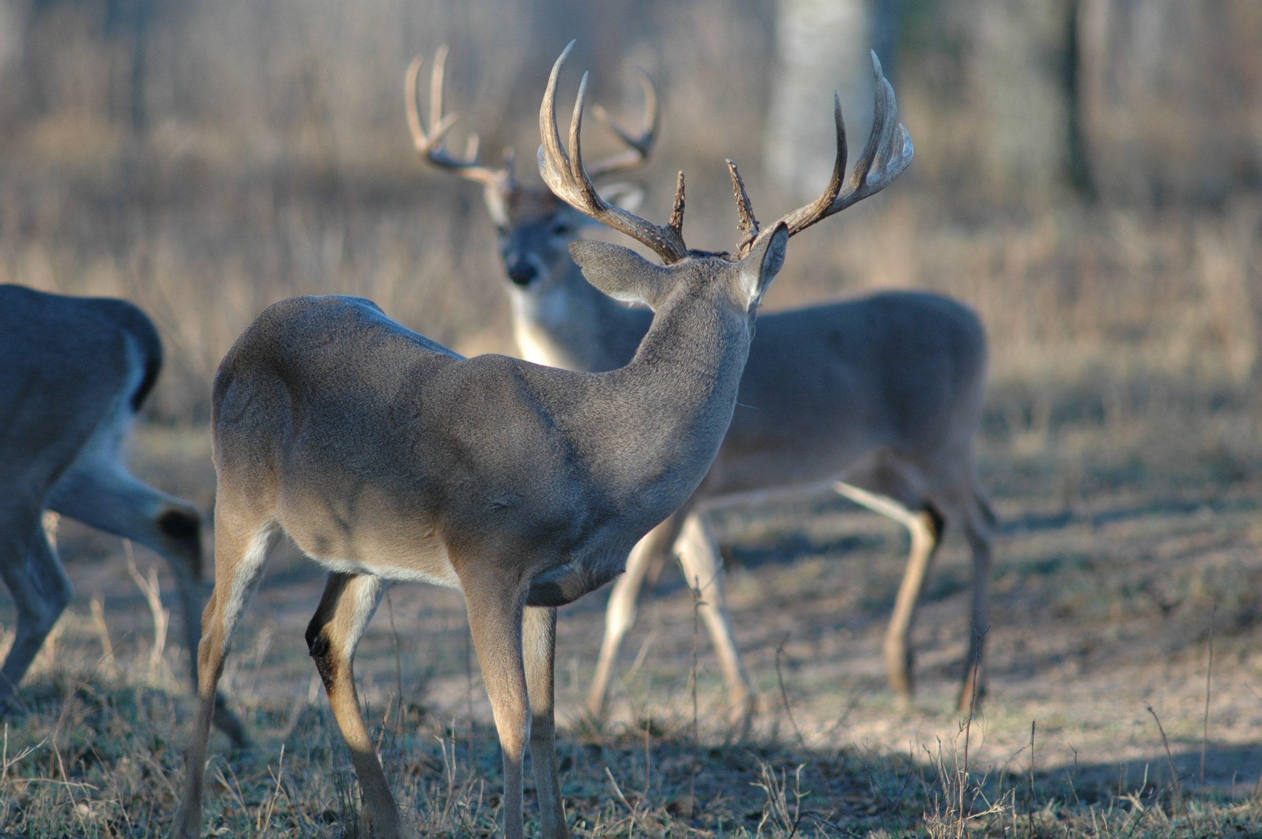 Deer 06 052