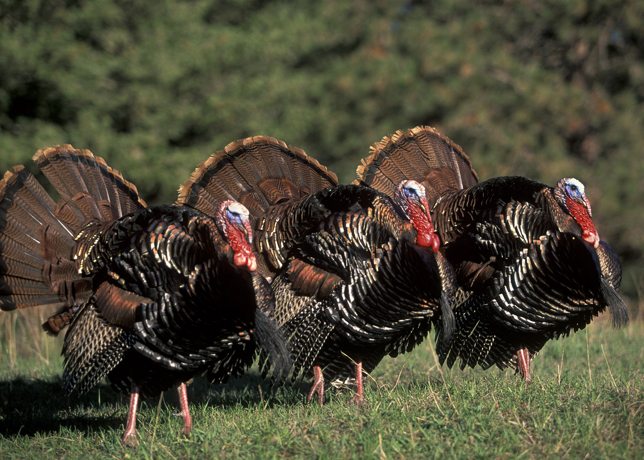 NWTF-turkey-06-Contest-2 Photo by National Wild Turkey Federation