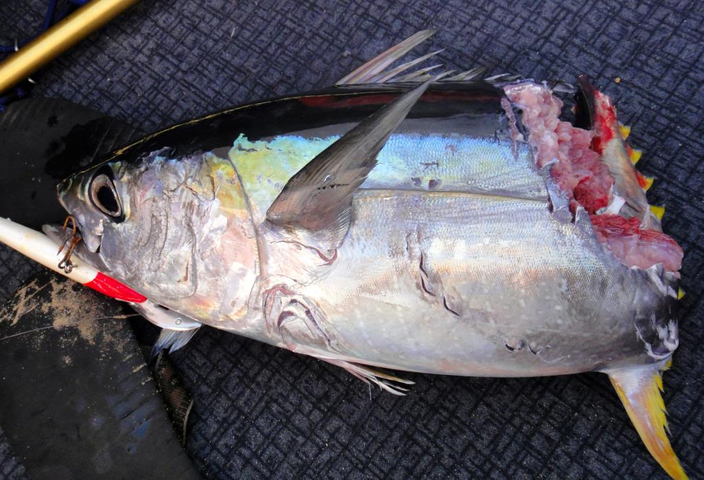 tuna_taxman