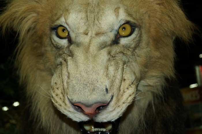 Top 12 Taxidermy Displays at SCI