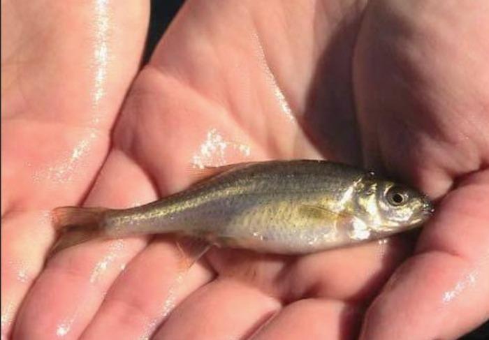 oregon chub
