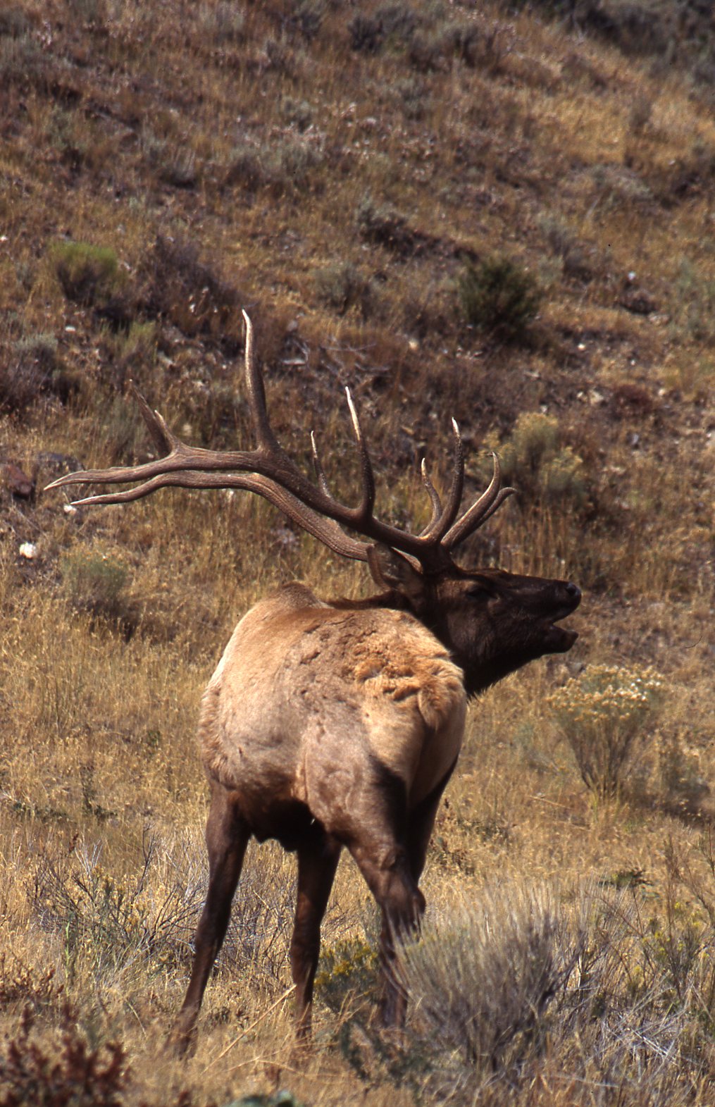 Elk Season Approved for Oklahoma Griffin's Guide to Hunting and Fishing