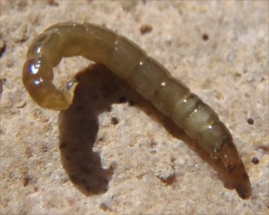 Midge Larva