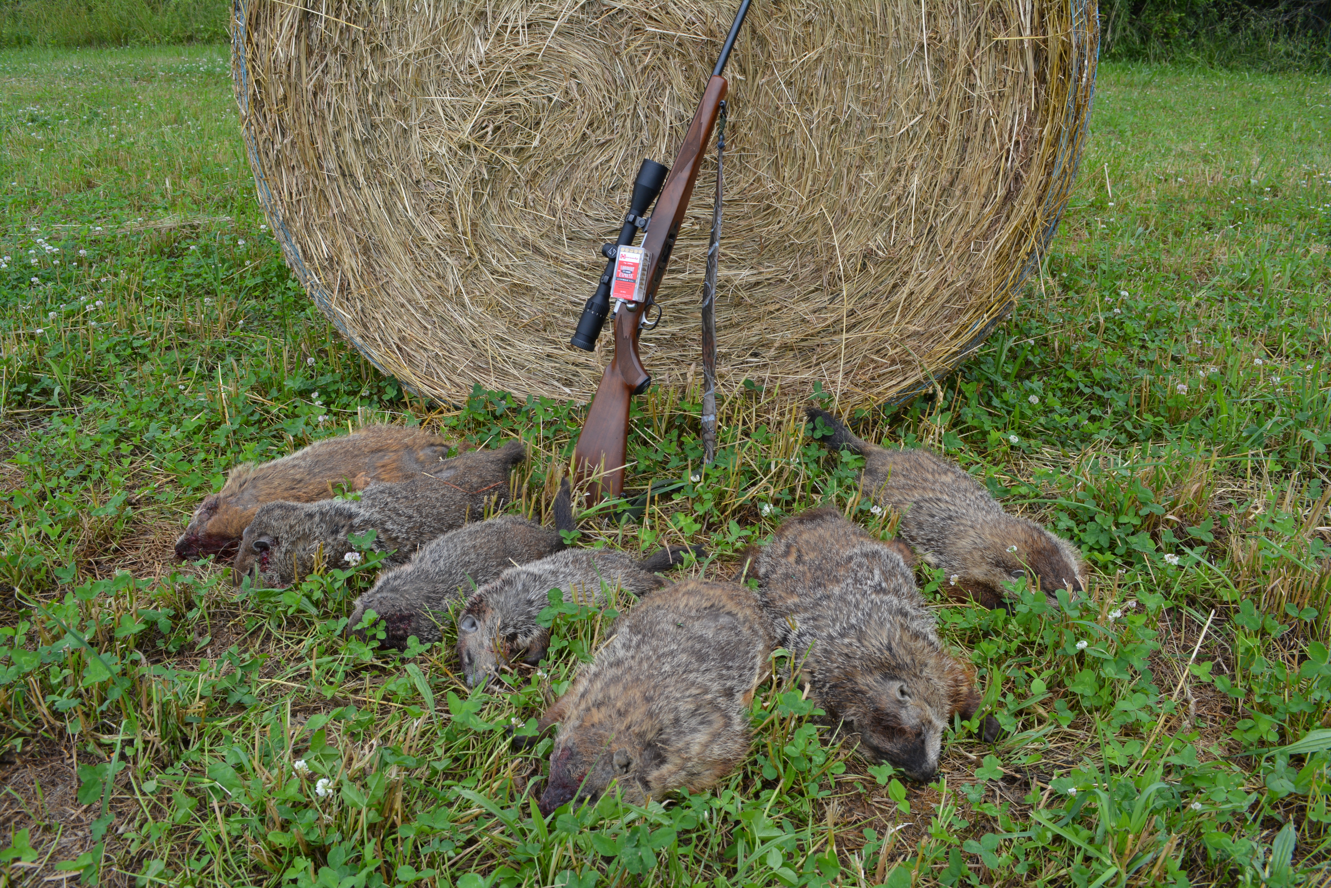 Groundhog Easton Hornady 002