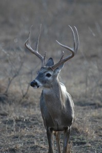 Many hunters begin their outdoor career pursuing trophy white-tailed deer, a tall undertaking for inexperienced hunters. On the other hand, a turkey camp is an excellent opportunity to teach hunting skills,safety and ethics for the harvest years ahead.