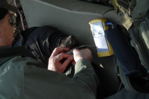 Next, the sow is carefully removed from the den, her eyes blindfolded to protect her eyes from bright light and an ear tag attached if she doesn't already have one.