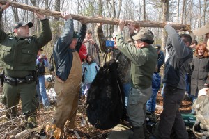 The weight of the bear is compared to previous measurements and to the mass of other bears. Pennsylvania sows are among the nations best moms, raising litters of 2-5 cubs.