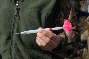 A biologist estimates the weight of the bear and then a measured dose of tranquilizer is administered.