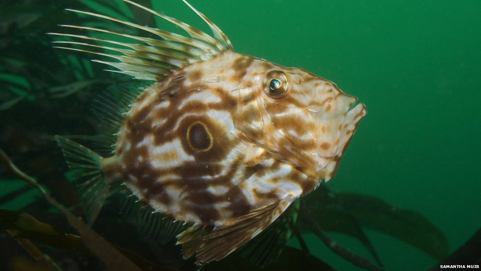johndory_samantha_muir