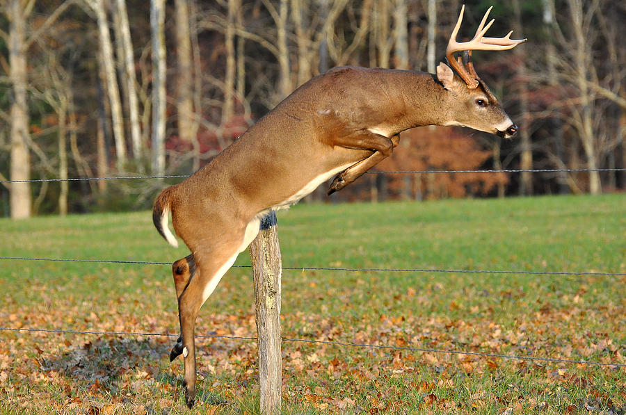 Use Fences to Guide Deer Into Bow Range — The Hunting page