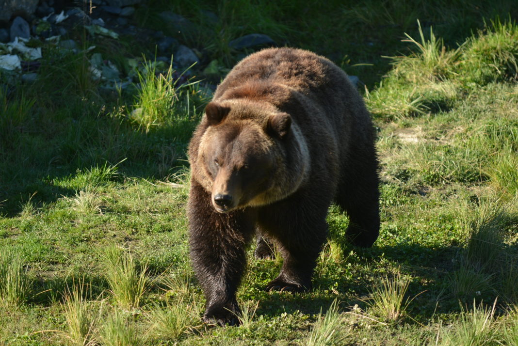 Alaska Wildlife Conservation Center: "Shoot" the Trophies of a Lifetime