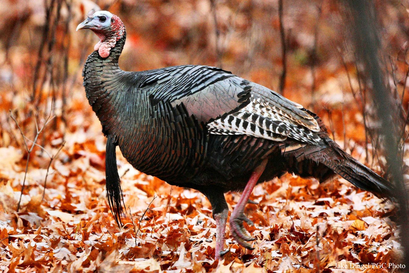 This Year's Fall Turkey Forecast [VIDEO] — The Hunting page
