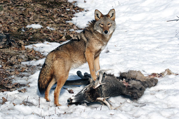 coyote predators