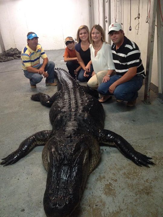 World Record Gator Goes Public — The Hunting page