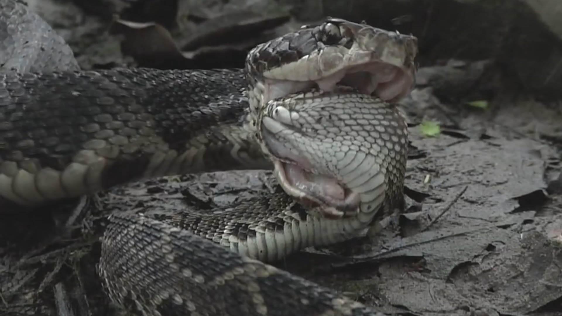 Rattlesnake and Cottonmouth In a Battle to the Death [VIDEO] — The