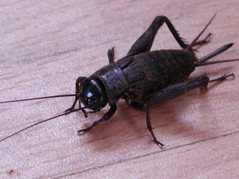 can-crickets-really-tell-you-the-temperature-outside