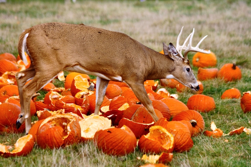 5 Drool-Worthy Pumpkin Venison Recipes — The Hunting Page