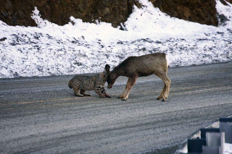 This Bobcat Just Took Out a Mule Deer [PICS] | Griffin's Guide to