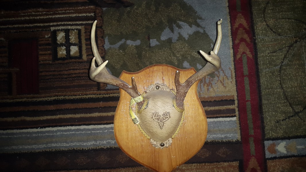 Easy DIY Antler Mount — The Hunting page