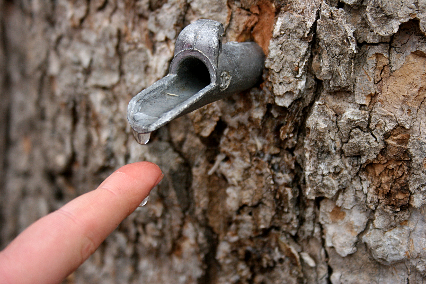 Move Over Maple: Here #39 s How to Collect Black Walnut Sap The Hunting page