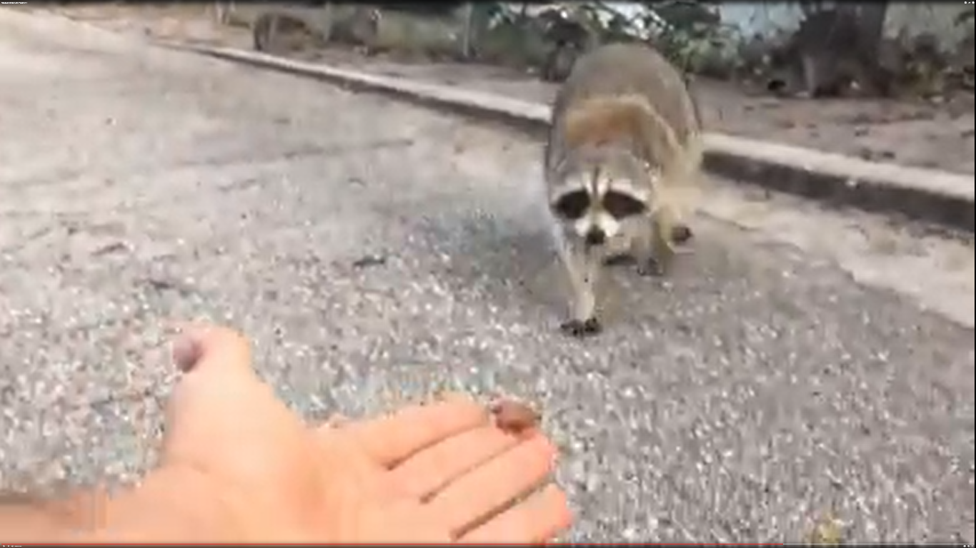 Ungrateful Raccoon Bites the Hand That Feeds It [VIDEO] Griffin's
