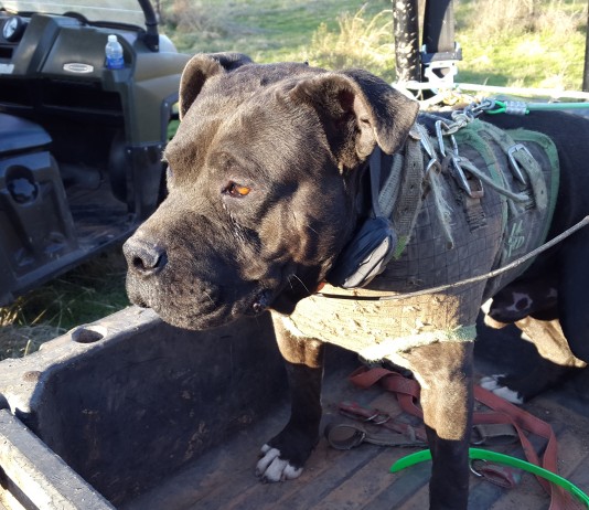 Hog Hunting | Griffin's Guide to Hunting and Fishing