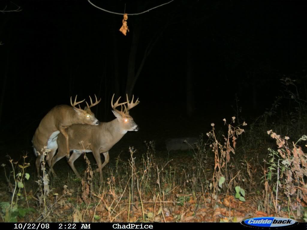 15 Crazy Trail Cam Photos — The Hunting page