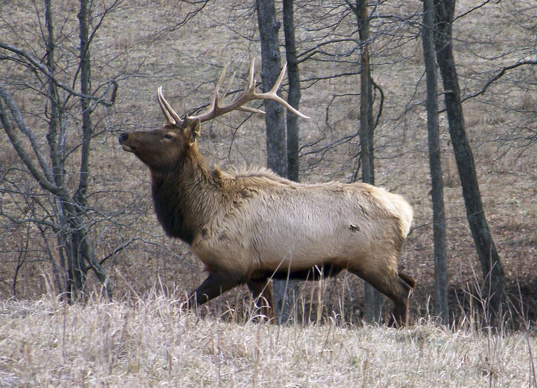 kentucky elk season