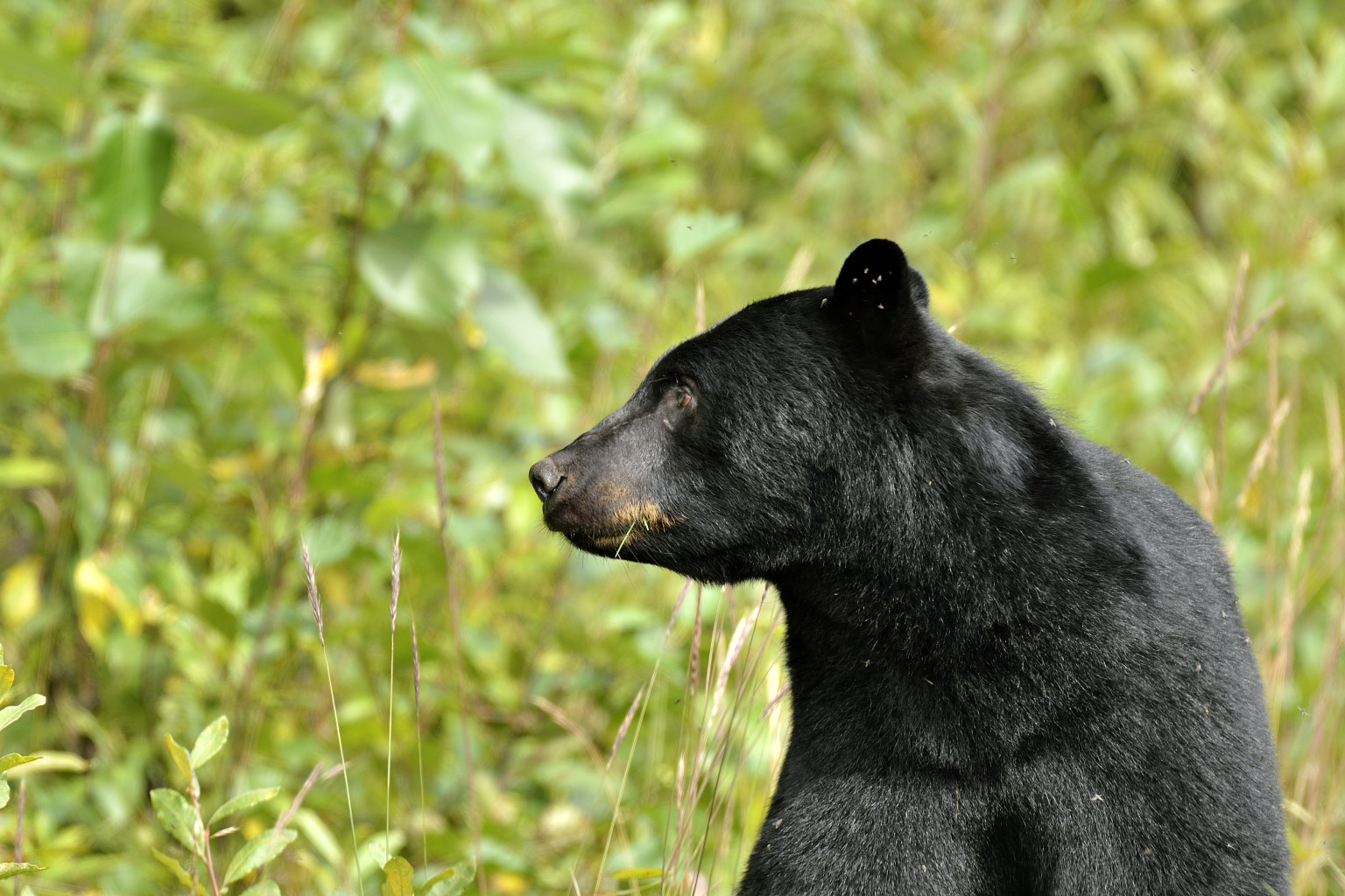 Bear Bones: Maine's Black Bear Biologists Among Nation's Elite — The ...