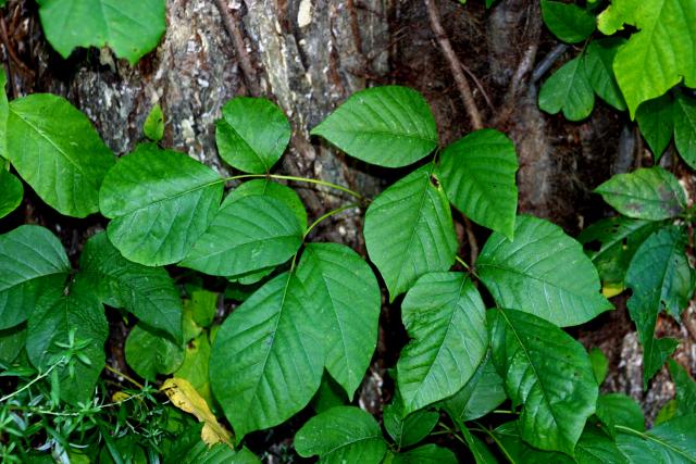 How to Identify Poison Ivy and Poison Vine [VIDEO] | Griffin's Guide to ...