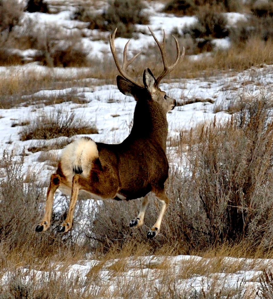 Hunting Mule Deer-Whitetail Hybrids [VIDEO] | Griffin's Guide to ...