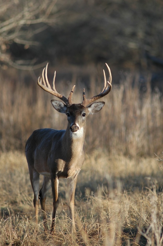 5 Things You Didn't Know About Deer Habitat — The Hunting page