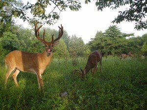 Weeds can overtake nutritious plants in a food plot. These steps will help control them.