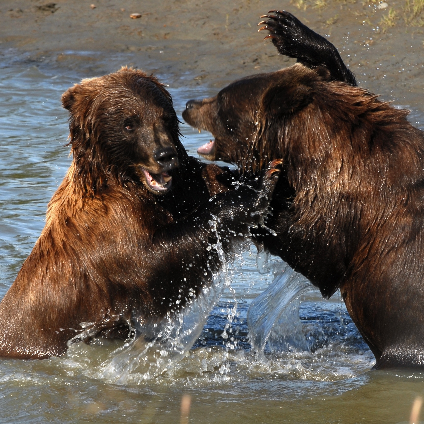 Two Grizzlies Attack Cameraman [VIDEO] — The Hunting page